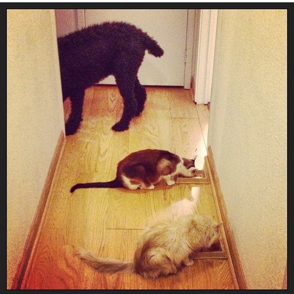 Meet Poshers, Kate & Damian Kitty 💕✨🐱🐾 - Picture 4 of 16